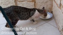 Comparing a cat and dog drinking  - super slow motion