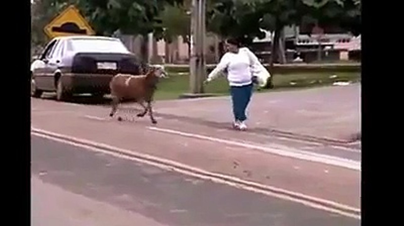 L'attaque du cabri