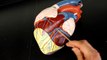 CIRCULATORY SYSTEM ANATOMY: Coronary circulation arteries and cardiac veins vessel model description