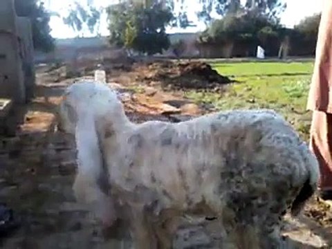 Macaw , Australian gray parrot ,Cocktail birds , Fisher , latino , Australian bajri How to breed and other information (9)