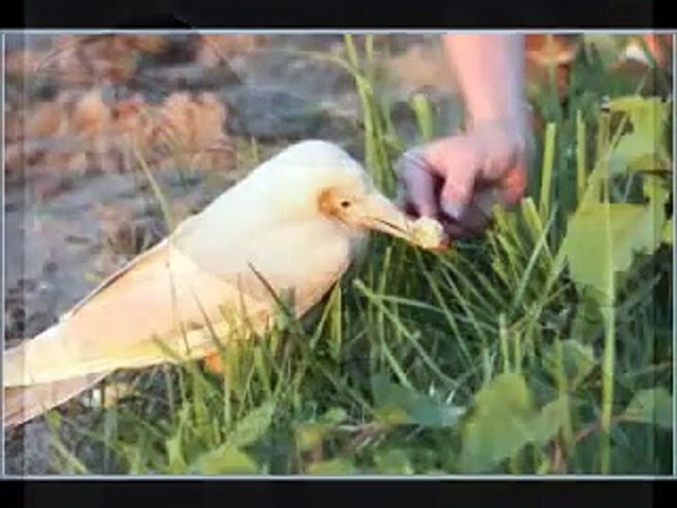 كيف يرزق الله فرخ الغراب (النعاب)