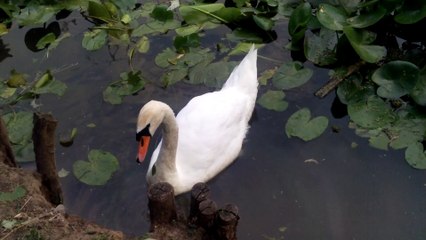 parcul Nicolae Romanescu Craiova 04/07/2015