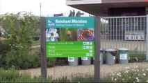 RSPB Rainham Marshes