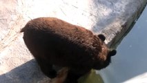 black bear kuwait zoo الدب الاسود حديقة حيوان الكويت
