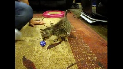 Mercury the two legged kitten playing with a ball 7 weeks old