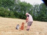 rapport poule faisane entrer de bois