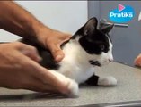 Conseils véto - Comment couper les griffes de son chat ?