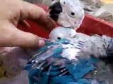 Babies of Macaw and Australian gray parrot Watch How to Hand Feeding