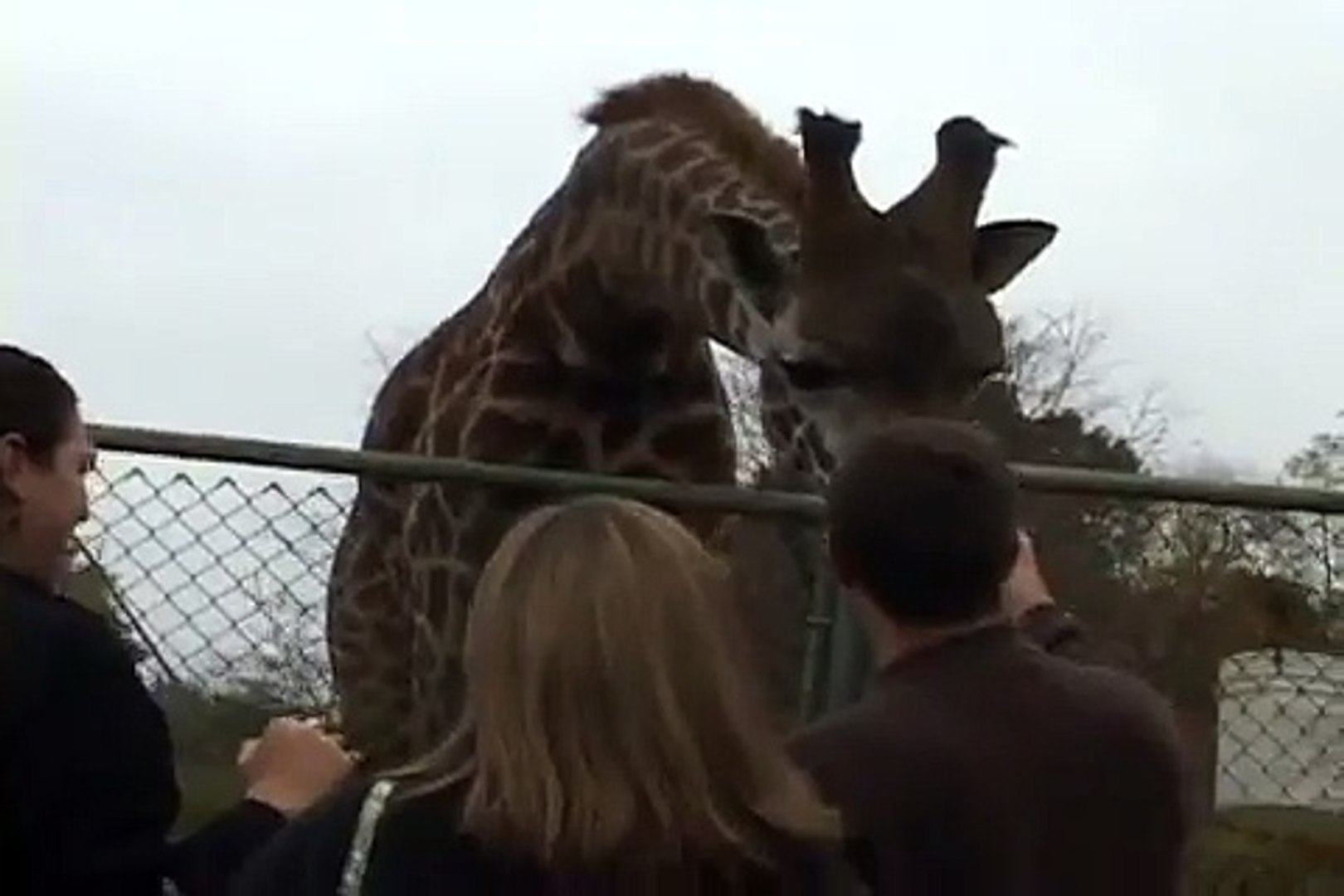 Giraffe Kiss