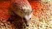 MOV00081.MPG my female Pygmy African hedgehog Poppy