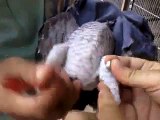 Macaw , Australian gray parrot ,Cocktail birds , Fisher , latino , Australian bajri How to breed and other information (25)