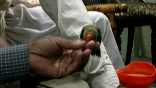 Macaw , Australian gray parrot ,Cocktail birds , Fisher , latino , Australian bajri How to breed and other information (29)