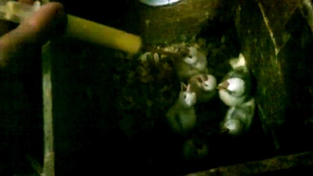 Macaw , Australian gray parrot ,Cocktail birds , Fisher , latino , Australian bajri How to breed and other information (30)