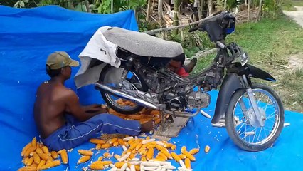 Innovative method of production of corn seed