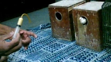 Macaw , Australian gray parrot ,Cocktail birds , Fisher , latino , Australian bajri How to breed and other information (31)