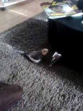 Macaw , Australian gray parrot ,Cocktail birds , Fisher , latino , Australian bajri How to breed and other information (35)