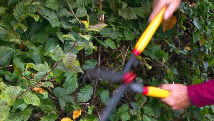 Bande annonce DES RACINES ET DES HAIES