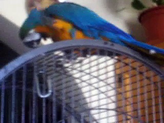 my pet african grey and macaw parrot birds