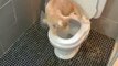 Toilet Trained Cat