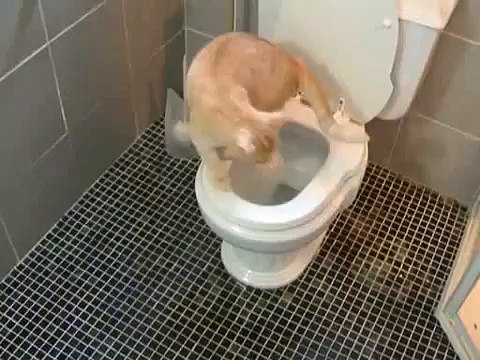 Toilet Trained Cat