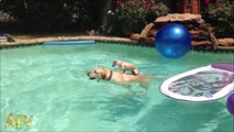 Une maman labrador aide son petit à traverser la piscine