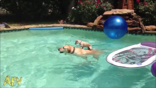 Une maman labrador aide son petit à traverser la piscine