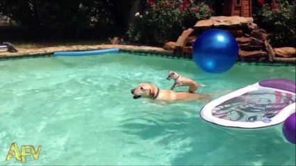 Labrador mom helping puppy to cross the pool - Adorable pet