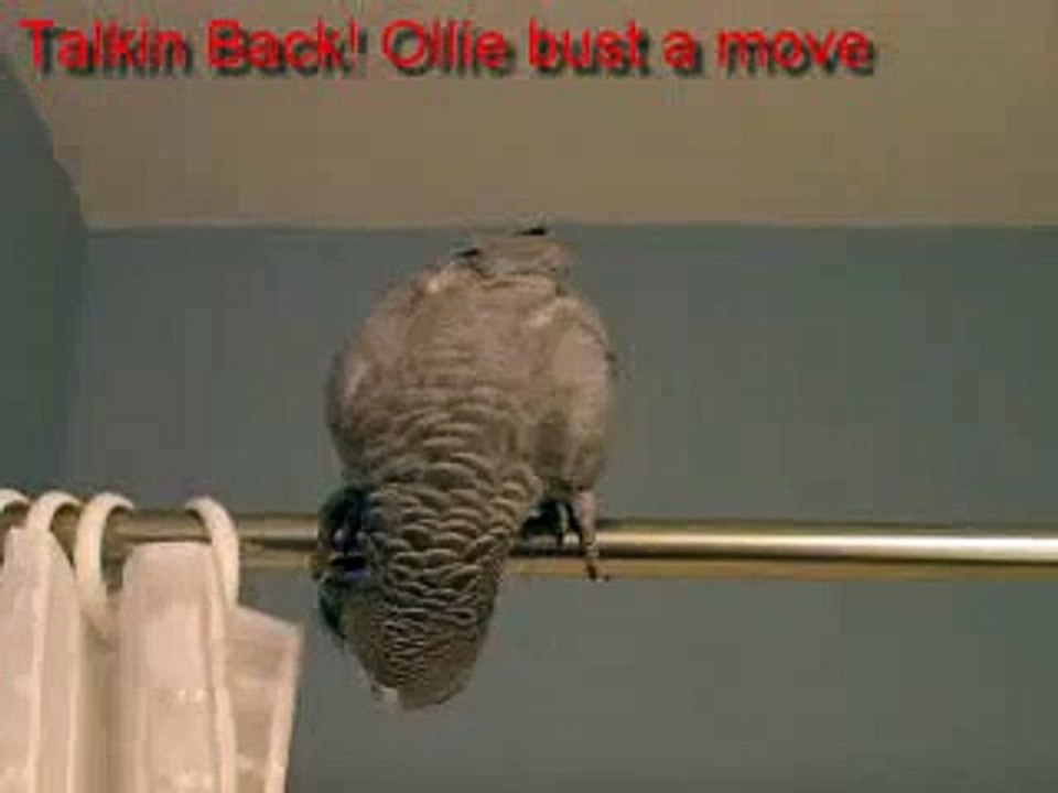 Ollie Talking Back