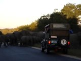 Elephants Kruger Park - Herd of 60 elephants
