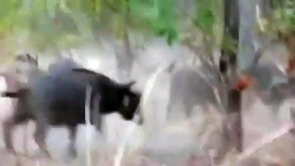 Unity by Buffaloes kicked away the Lions