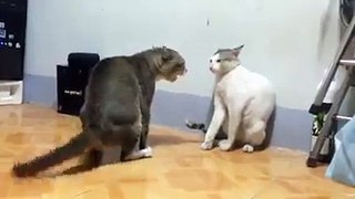 very funny - Cat Fight