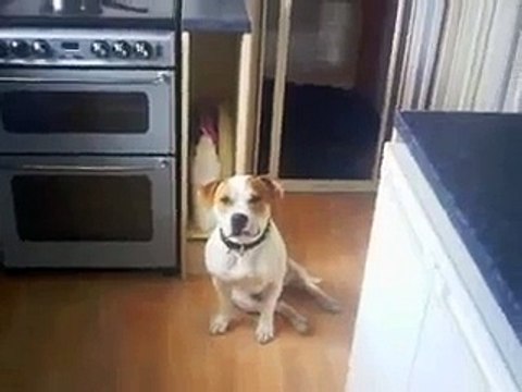 2 rottweilers and 2 staffordshire bull terriers