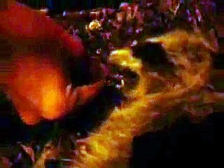 trying to save a raccoon