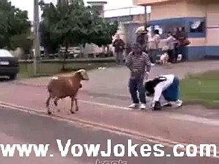 Goat Fighting With Man