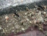 Ants (Hormigas)