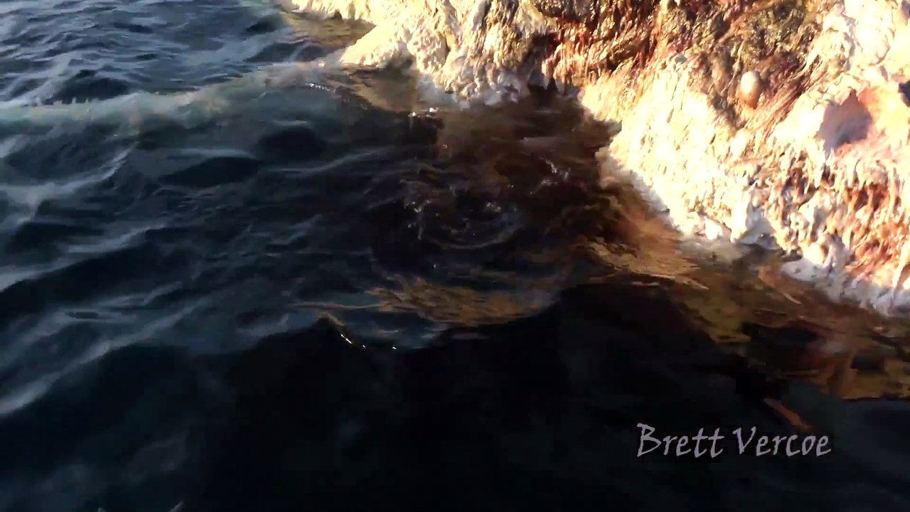 Des requins s'occupent de la carcasse d'un cachalot mort