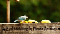 Observação de pássaros, silvestres, em alimentação, na Natureza das Cidades, (3)
