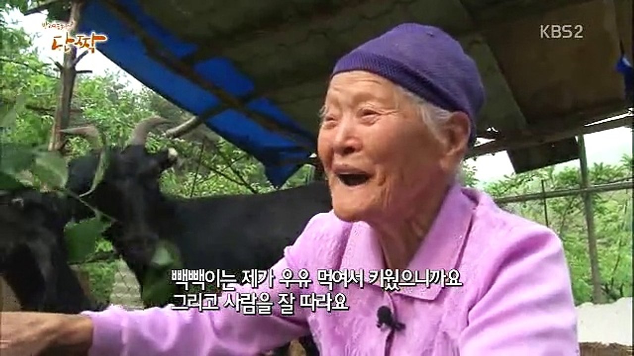 반려