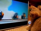 Смотреть Всем!! Кот Смотрит Мультик!Приколы с Котами!See All! Cartoon cat stares! Fun with cats!