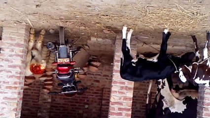 Pasrur a cow give two chaild