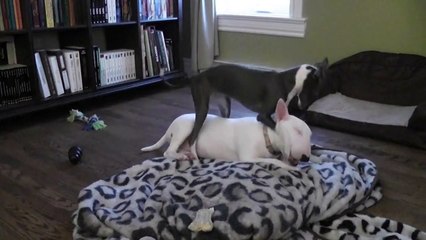 Italian Greyhound humping her lady friend !