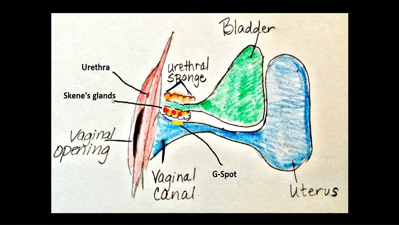 Female Ejaculation or Squirting - How And Why It Happens - video