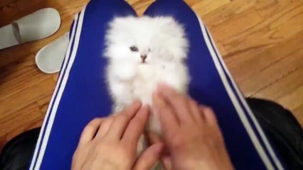 playing with cute white cat.
