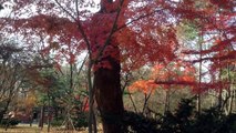 ［ソウル散歩］宗廟 Walk Seoul Jongmyo Shrine