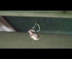WOW! Orb Spider wrapping a moth in slow motion