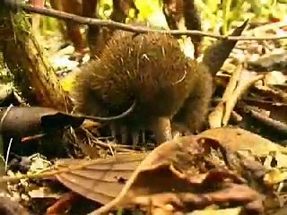 Cape York's Wild Rivers