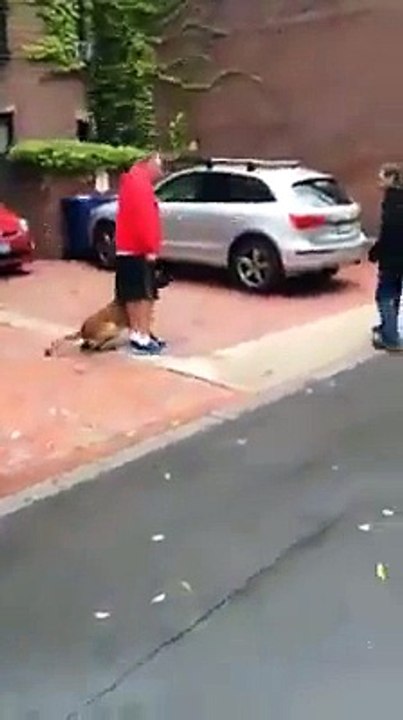 This dog is AMAZING
