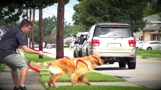 How To Train your Dog NOT to PULL on the Leash! STOP CHASING or LUNGING at CARS on a Walk!