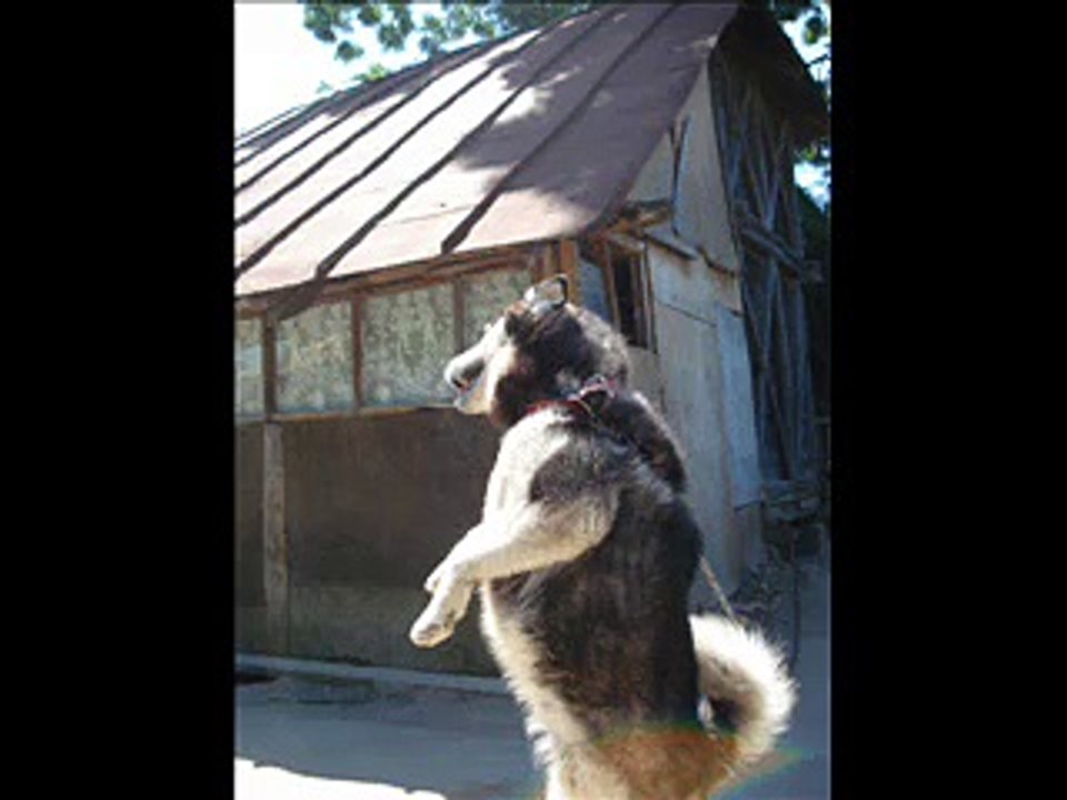 Carmen Serban ,Calin Crisan si Adi de Vito - Sunt un om cu caracter