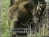 「日本のクマ牧場 ～悲惨なクマたち～」サンプル動画